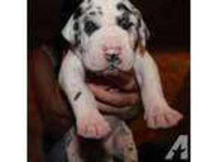 Great Dane Puppy for sale in PANAMA CITY, FL, USA