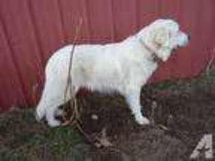 Great Pyrenees Puppy for sale in HAMILTON, MI, USA