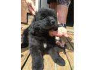 Newfoundland Puppy for sale in Wooster, OH, USA