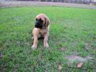 Mastiff Puppy for sale in Montezuma, GA, USA