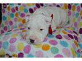 Dogo Argentino Puppy for sale in Honey Brook, PA, USA