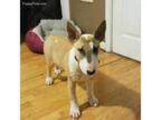 Bull Terrier Puppy for sale in Middletown, NY, USA