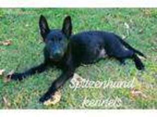German Shepherd Dog Puppy for sale in Diamond, MO, USA