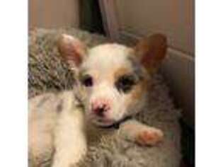 Cardigan Welsh Corgi Puppy for sale in Given, WV, USA