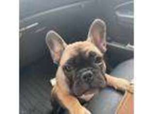 French Bulldog Puppy for sale in Brunswick, MD, USA