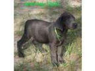 Labrador Retriever Puppy for sale in Hallsville, TX, USA