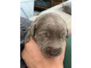 Labrador Retriever Puppy for sale in Norfolk, VA, USA