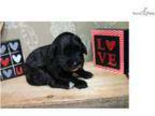 Portuguese Water Dog Puppy for sale in Sioux City, IA, USA