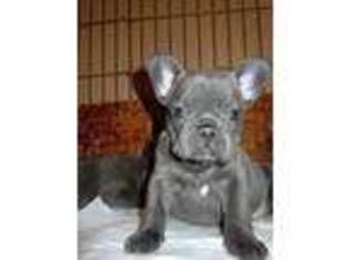 French Bulldog Puppy for sale in LAKE OSWEGO, OR, USA