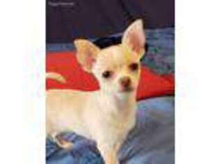 Chihuahua Puppy for sale in East Rutherford, NJ, USA