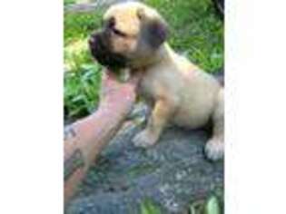 Cane Corso Puppy for sale in Toms River, NJ, USA
