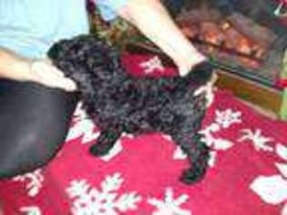 Mutt Puppy for sale in Sparks, OK, USA