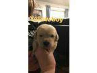 Labradoodle Puppy for sale in Clarkston, UT, USA
