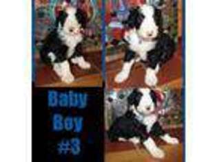 Mutt Puppy for sale in Monroe, OH, USA