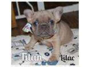 French Bulldog Puppy for sale in Castalian Springs, TN, USA