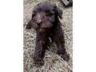 Schnoodle (Standard) Puppy for sale in Boise, ID, USA