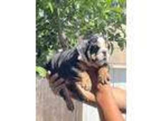 Bulldog Puppy for sale in Castro Valley, CA, USA