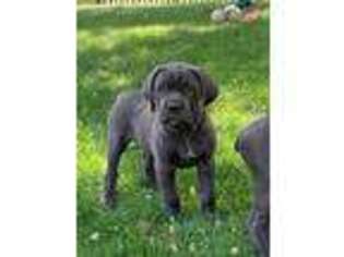 Cane Corso Puppy for sale in Bryans Road, MD, USA