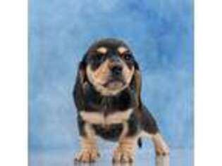 Dachshund Puppy for sale in Murphysboro, IL, USA