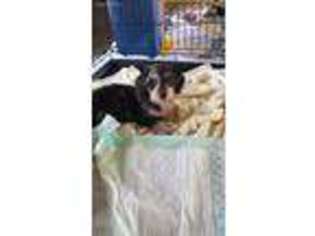 Dachshund Puppy for sale in Williston, SC, USA