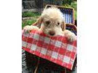 Schnoodle (Standard) Puppy for sale in Clarks Summit, PA, USA