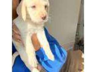 Labradoodle Puppy for sale in Marlborough, MA, USA