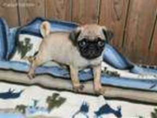 Pug Puppy for sale in Wood River, NE, USA