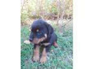 Rottweiler Puppy for sale in Oakridge, OR, USA