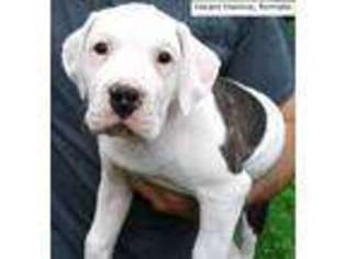 American Bulldog Puppy for sale in MARSHFIELD, VT, USA