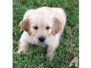 Golden Retriever Puppy for sale in STOCKDALE, TX, USA