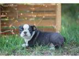 Boston Terrier Puppy for sale in Caulfield, MO, USA