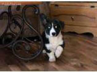 Cardigan Welsh Corgi Puppy for sale in New London, MN, USA