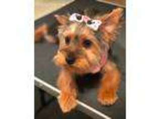 Yorkshire Terrier Puppy for sale in Blackstone, MA, USA