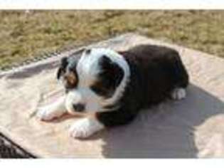 Miniature Australian Shepherd Puppy for sale in COLUMBIA, MO, USA