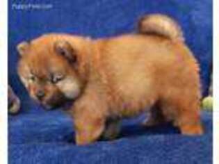Chow Chow Puppy for sale in Oakhurst, CA, USA