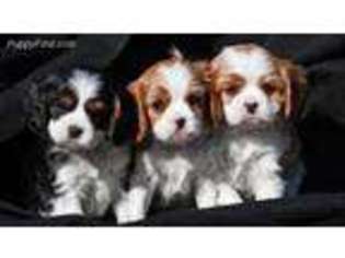 Cavalier King Charles Spaniel Puppy for sale in Victorville, CA, USA