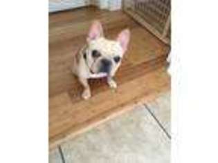French Bulldog Puppy for sale in Clermont, FL, USA