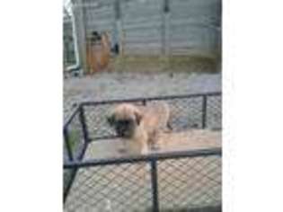 Mastiff Puppy for sale in Flora, IL, USA