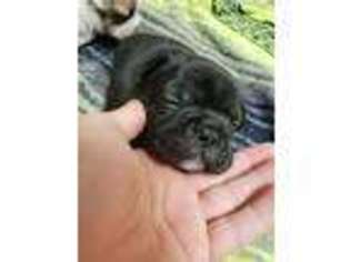 French Bulldog Puppy for sale in Gans, OK, USA