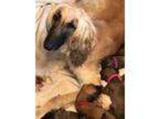 Afghan Hound Puppy for sale in Waldorf, MD, USA