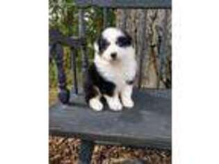Australian Shepherd Puppy for sale in Massillon, OH, USA