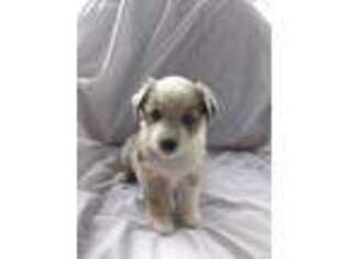 Miniature Australian Shepherd Puppy for sale in Monroeville, OH, USA