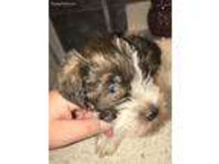 Mutt Puppy for sale in Ola, AR, USA