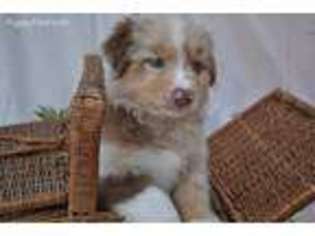 Australian Shepherd Puppy for sale in Fullerton, CA, USA