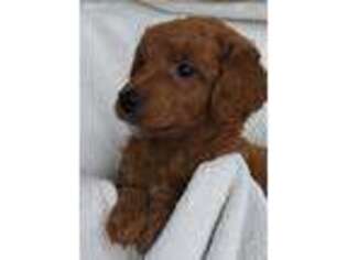 Goldendoodle Puppy for sale in Geneva, NY, USA