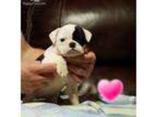 Olde English Bulldogge Puppy for sale in Vinemont, AL, USA