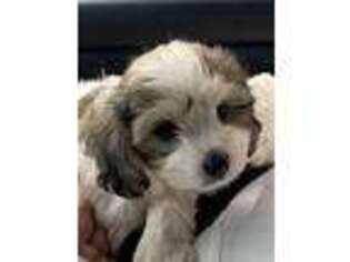 Cavachon Puppy for sale in Philadelphia, PA, USA