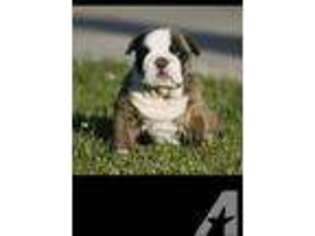Bulldog Puppy for sale in WALNUT CREEK, CA, USA