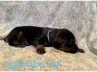 Doberman Pinscher Puppy for sale in Mechanicsburg, PA, USA