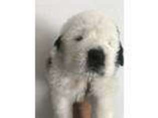 Saint Bernard Puppy for sale in Wildomar, CA, USA